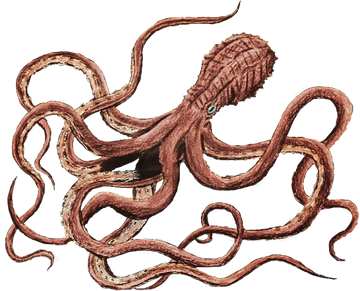 Mire Squid