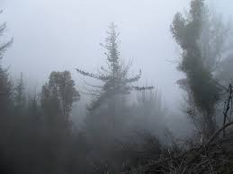 SCP-416